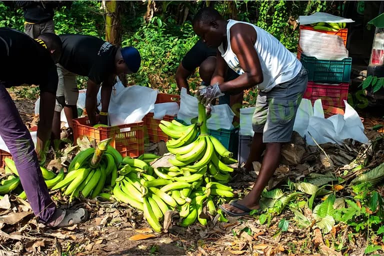 The Seasonality of Plantain in Nigeria