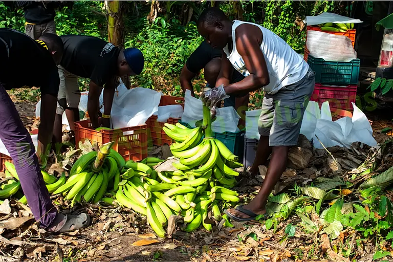 Seasonality of Plantain